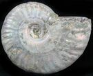 Silver Iridescent Ammonite - Madagascar #29880-1